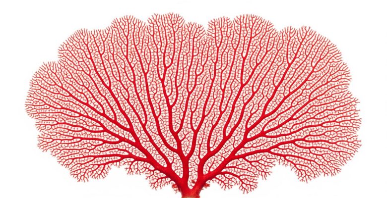 Coral rojo